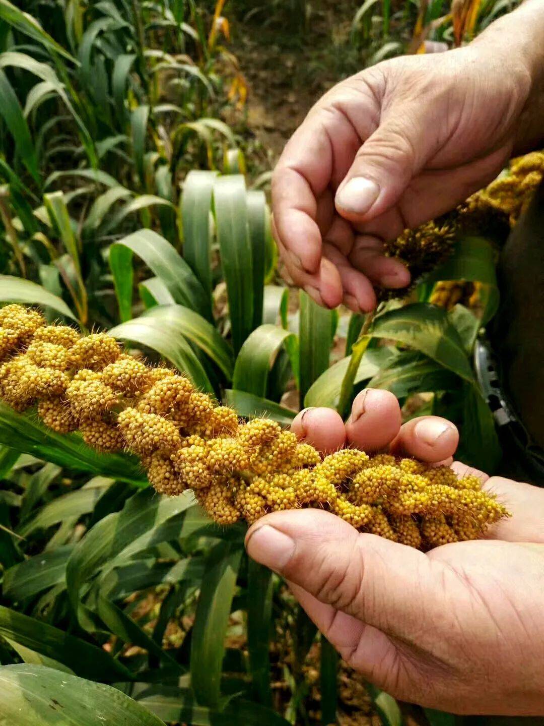 小米|150天修炼期只为这一碗米油浓稠小米粥延庆山地小米十月秋收