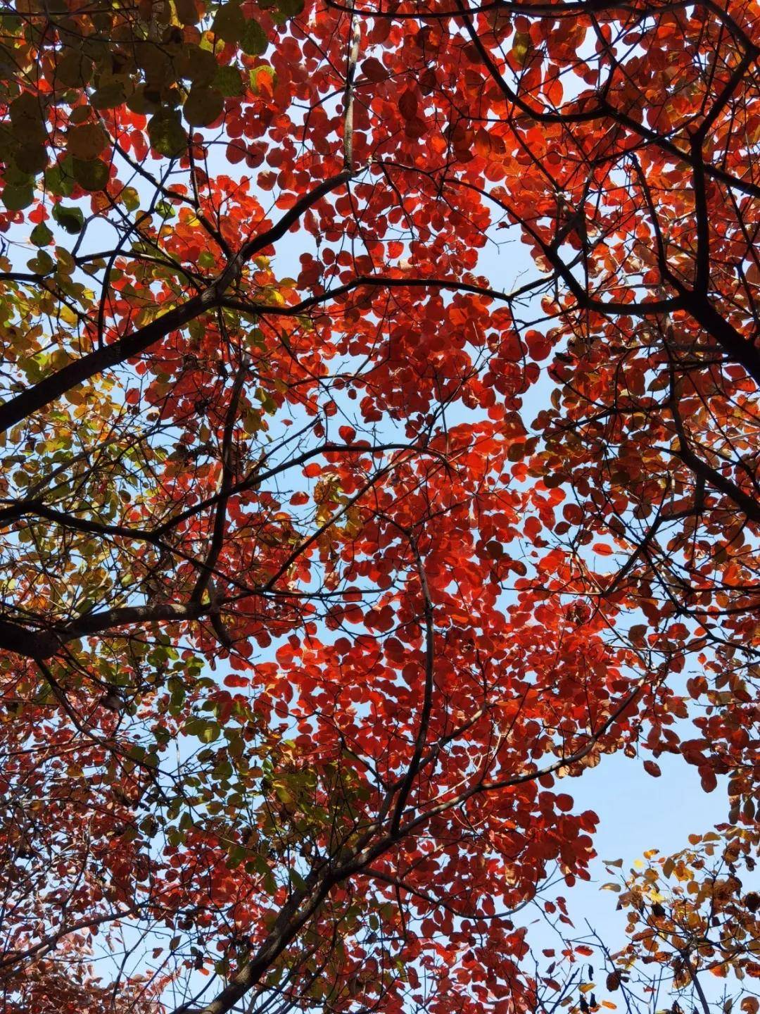 秋游济南秘境佛峪大峡谷 秋游济南秘境佛峪大峡谷