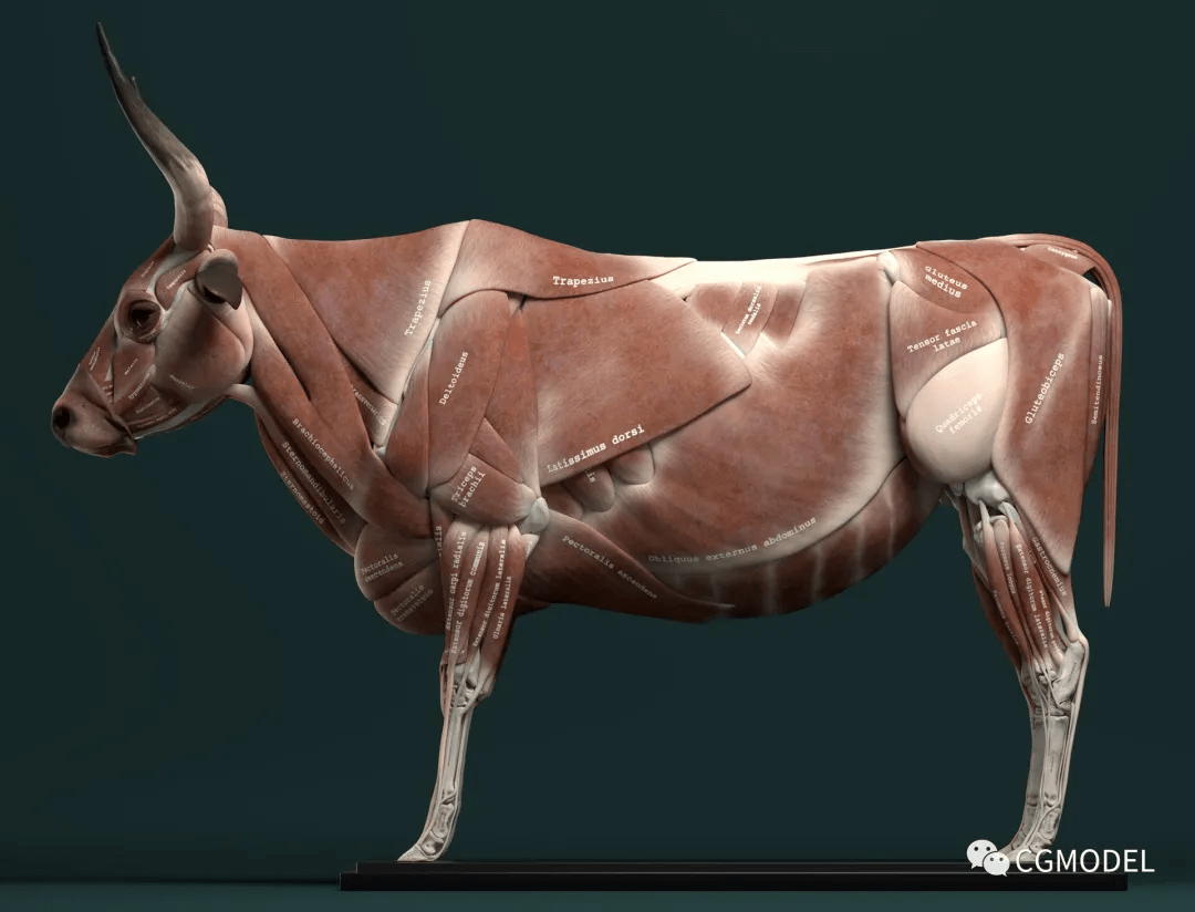 动物骨骼肌肉解剖图：狗，狮，马 1280PX[30P]B