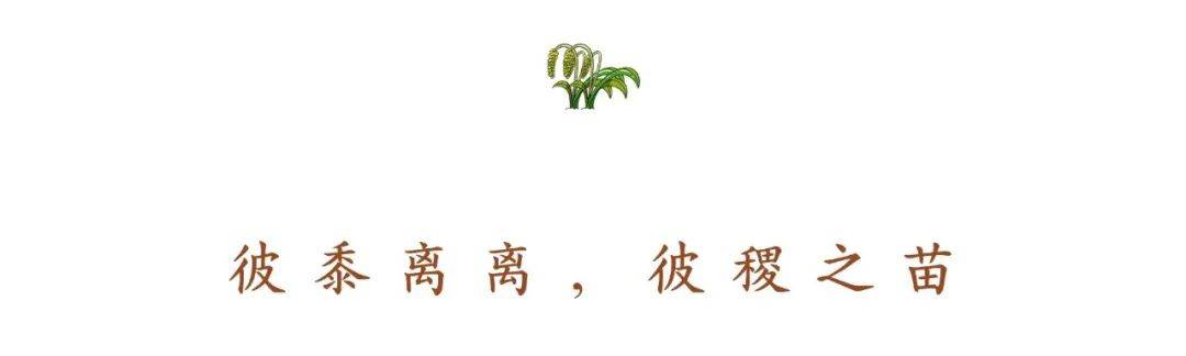 小米|150天修炼期只为这一碗米油浓稠小米粥延庆山地小米十月秋收
