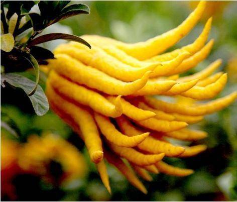 佛手的功效与营养 5a05d73a181c4c34aa47b1e8b5f6aa95.jpeg