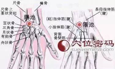 3,敲打三焦经的最佳时期:晚上九点到十点