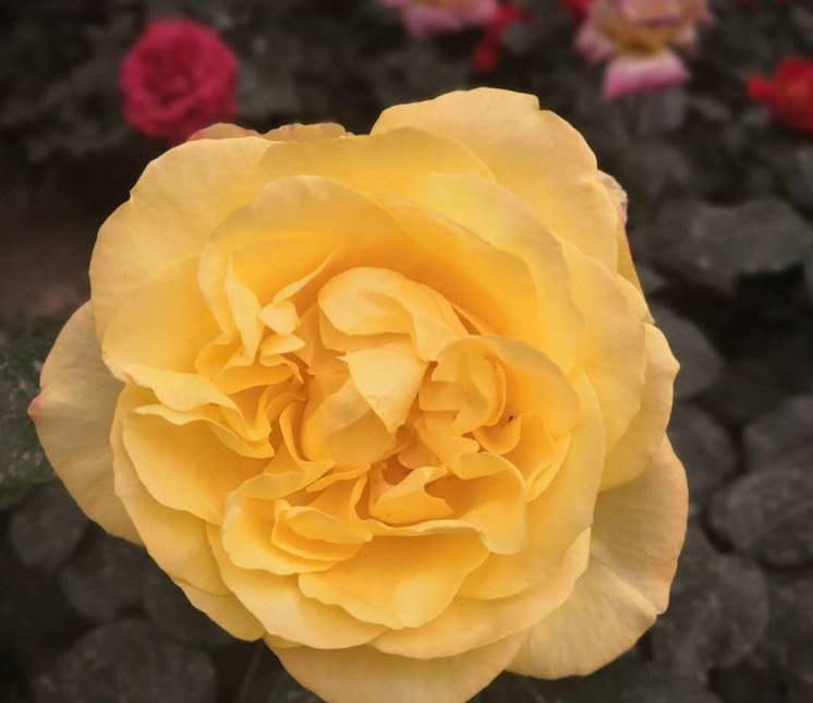 认可|这两所985大学落后了？它们依然被北京大学高度认可，实力很强