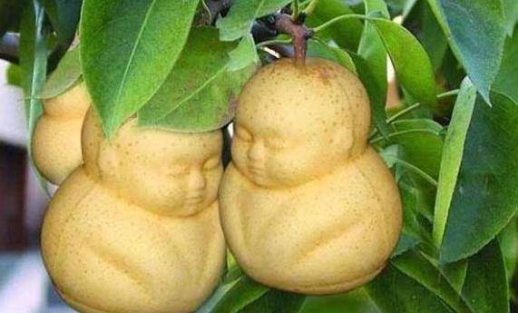 品质好的人参果 383d84bbc290458fb98394a1c37b506f.jpeg