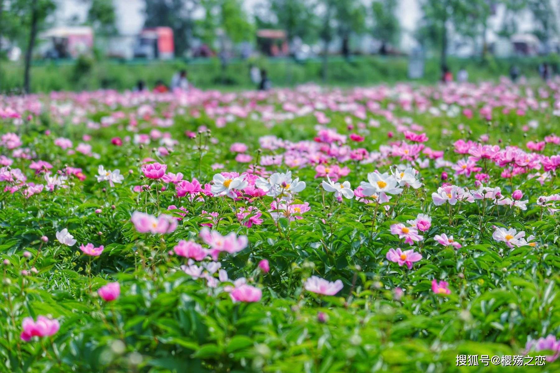 文化|安徽独具特色的城市，历史底蕴非常深厚，各种文化交相辉映