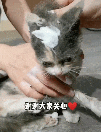不小心碰了猫的菊花腺淦差点原地去世