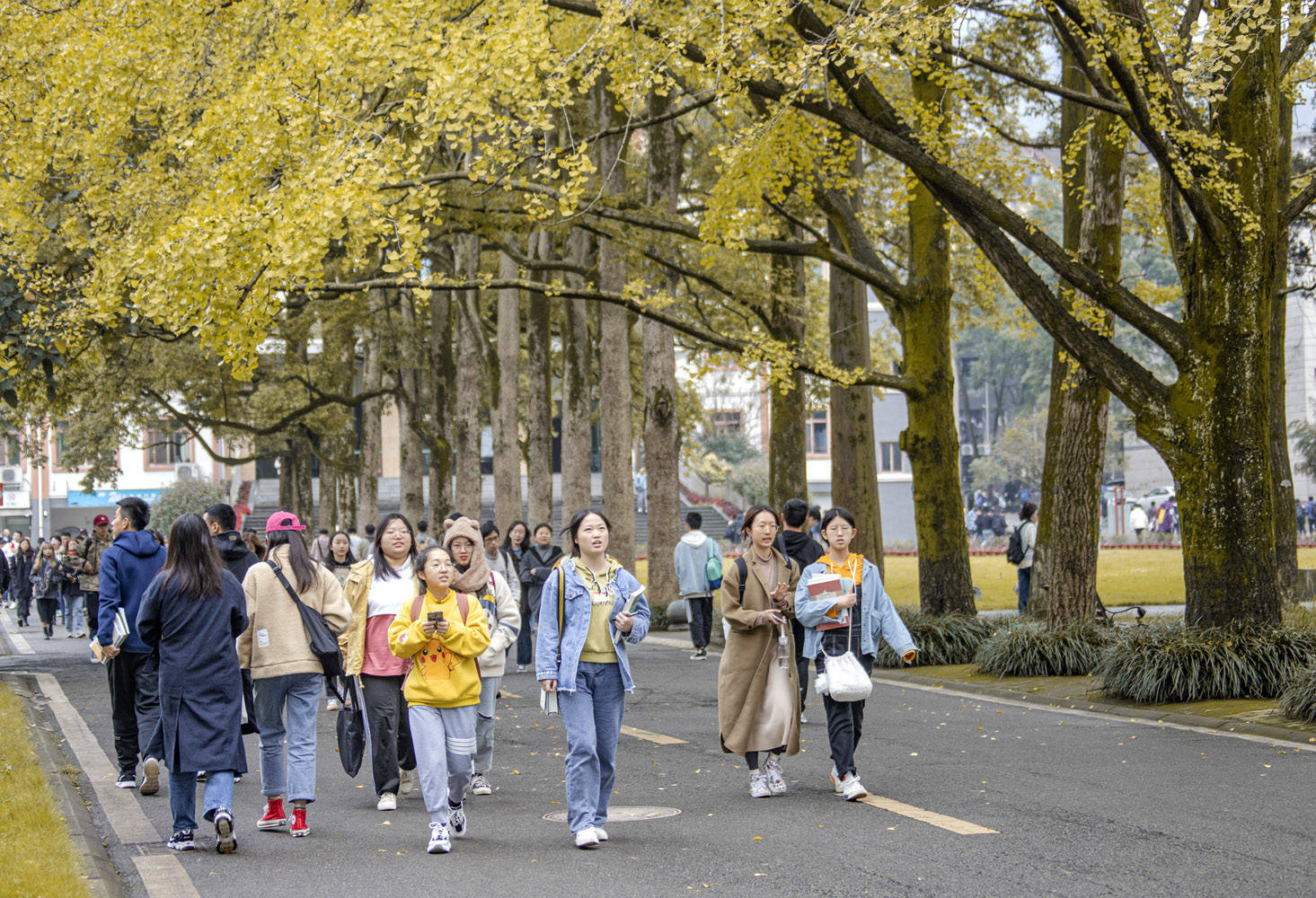 四川农业大学都江堰校区:金秋校园美如画