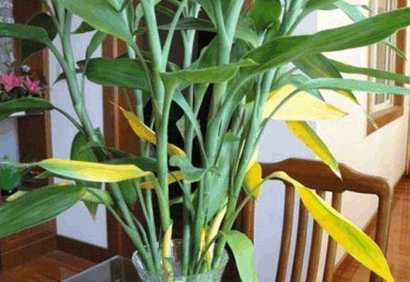 富贵竹几年能开花 9497a55a52454b9daf1619505749a6fb.jpeg