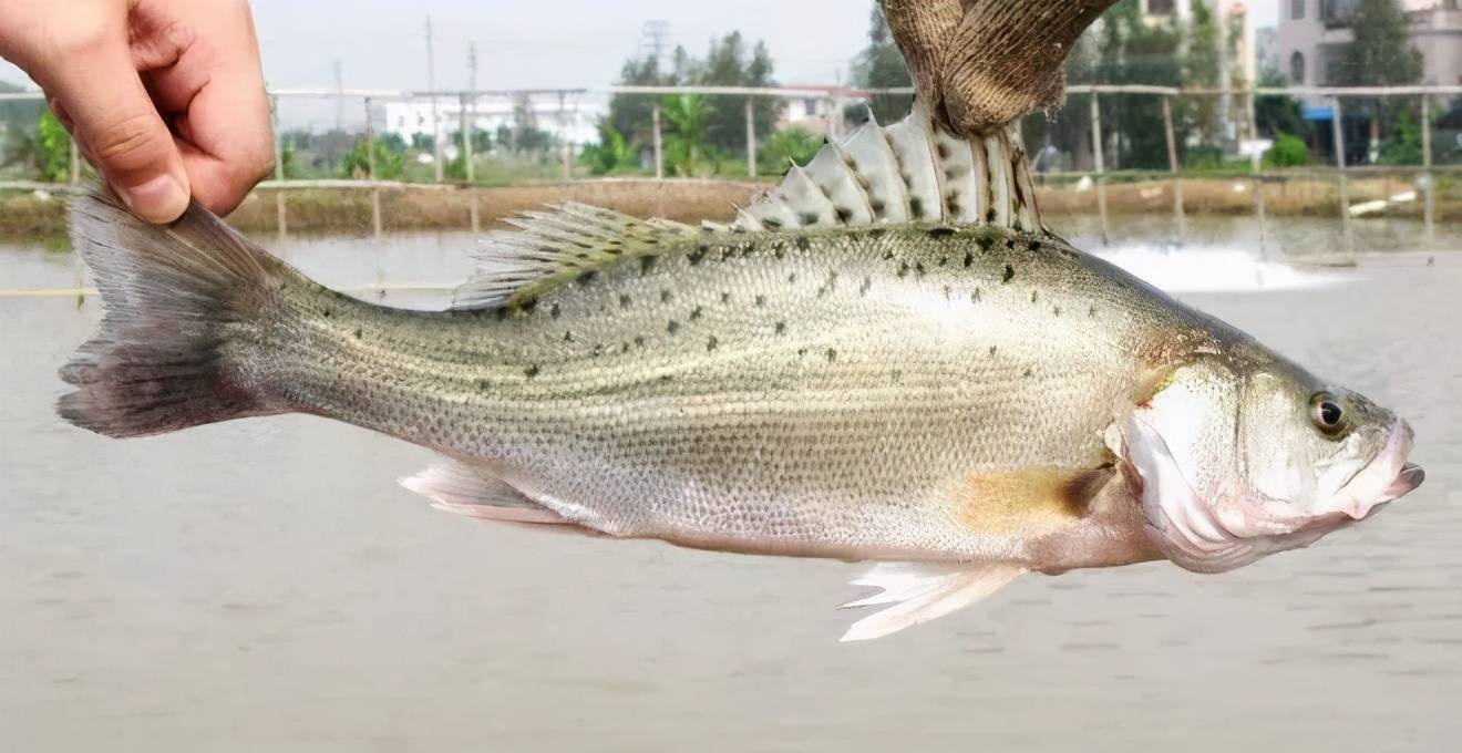 地处珠江入海口的珠海市斗门区,咸淡水交汇,天然饵料充沛,为海鲈鱼