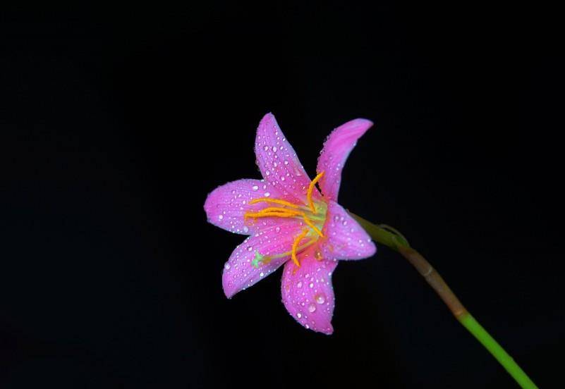 11月1號開始，緣分和桃花再次相遇，月老助力，餘生非常幸福的四大生肖 星座 第3張