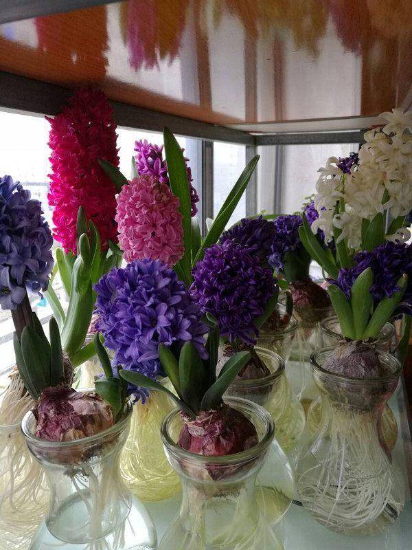 十一月份还能种植芍药吗 d0f9b7a5ce274a7b8d09585c960447a2.jpeg