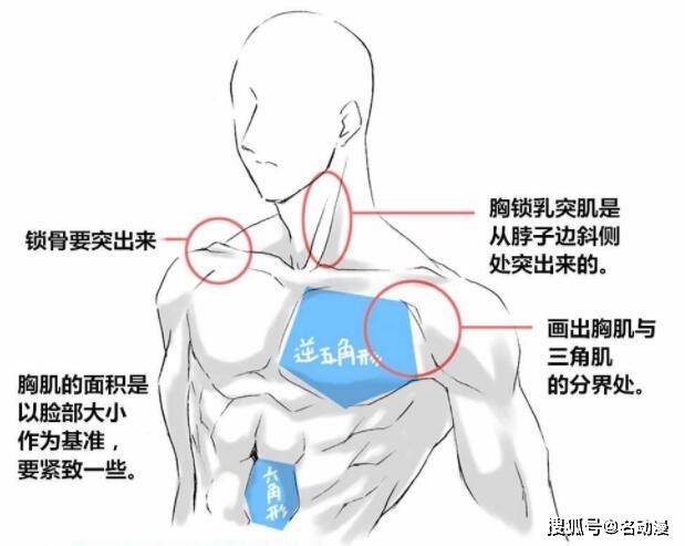 但在动漫中,胸肌的表现形式多以扇形来表现,画画时主要以扇形的结构来