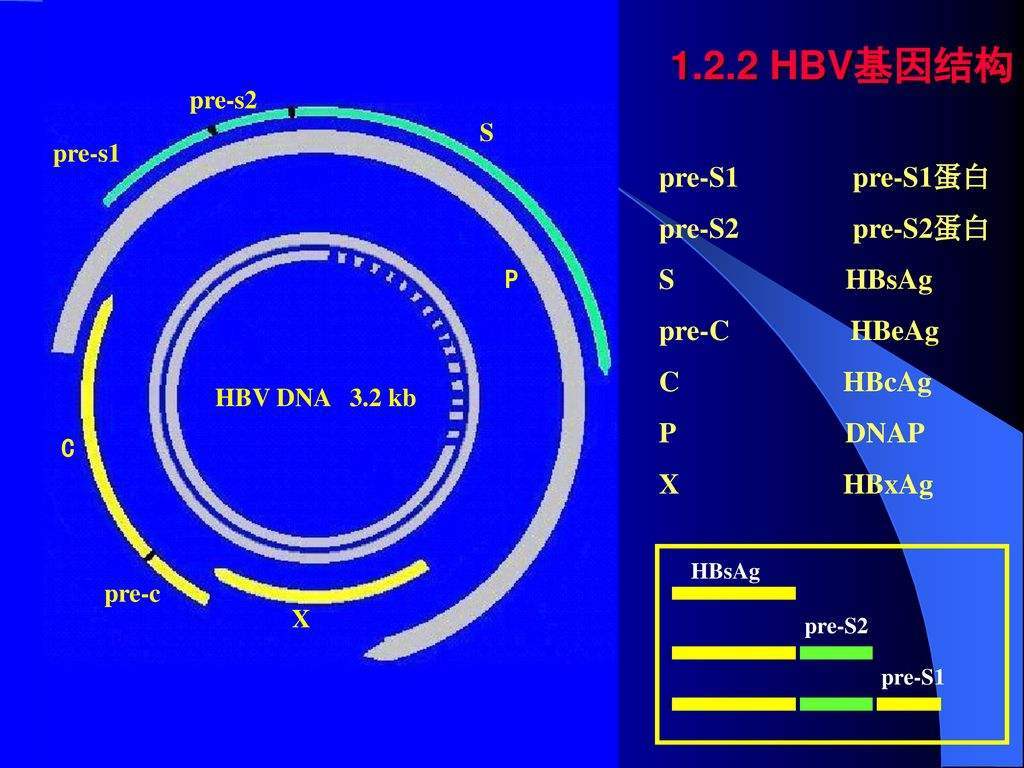 新药|乙肝在研新药干扰核衣壳，德国科学家研发，HBV颗粒细胞内转运