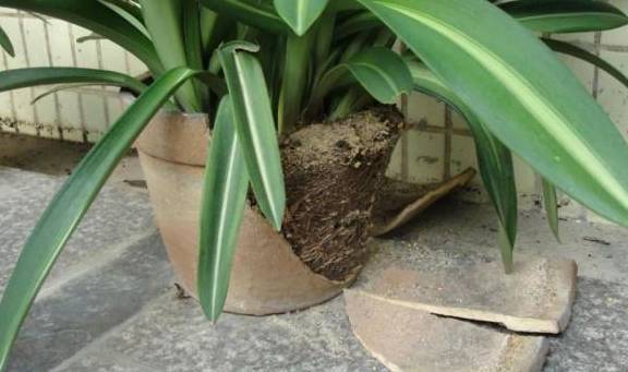 龟背竹怎么换盆修剪根部 209944f34a024ee7b2ad8537bdadd792.jpeg