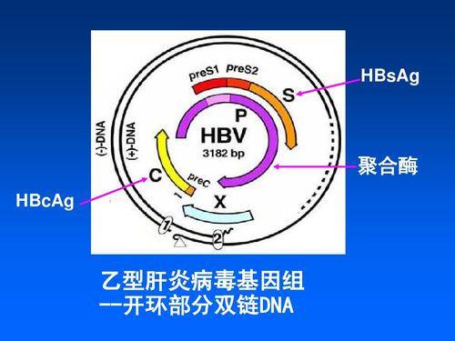 传播|乙型G基因型时间演变，巴西科学家发现，起源于19世纪北美洲