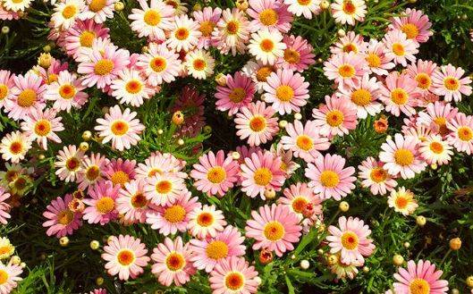 不如养一盆"木春菊",花苞冒不停,花期长适合