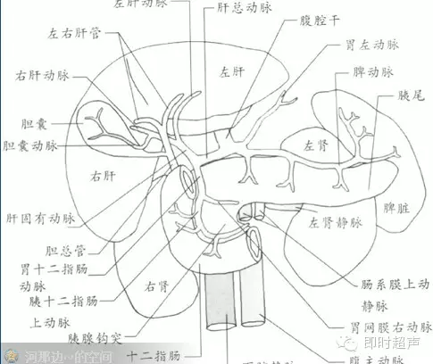 胰腺与其邻近器官的关系胰腺解剖(胰腺区域的划分)1-2-9胆总管纵切面1