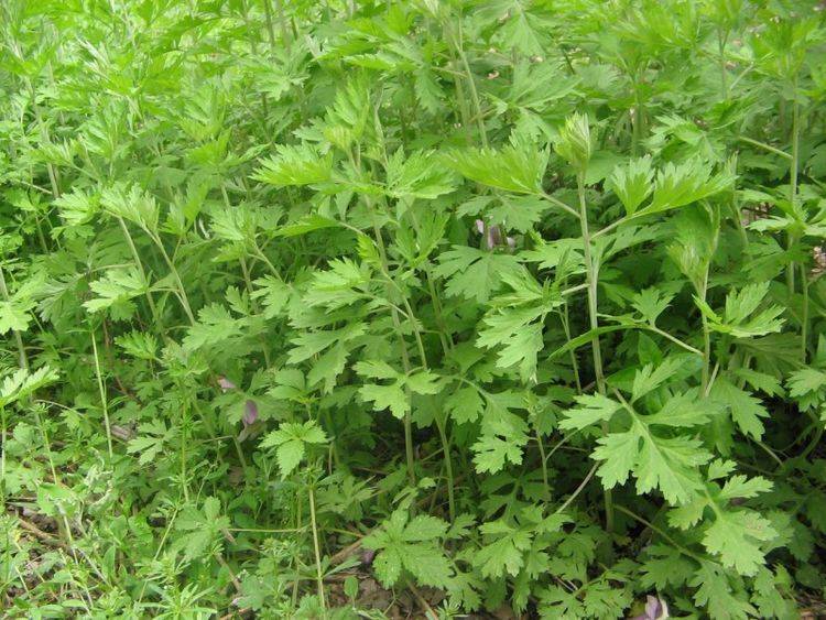 艾草液的功效与作用禁忌 a3a9847e0ec0470eb5225a20ce857cef.jpeg