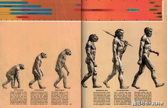 人类进化是个骗局?这张"人类进化图"是错的,误导了无数人!