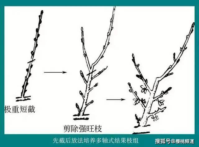 1,先截后缩法 适于对主枝背上直立枝的培养,以避免其变成竞争枝扰乱