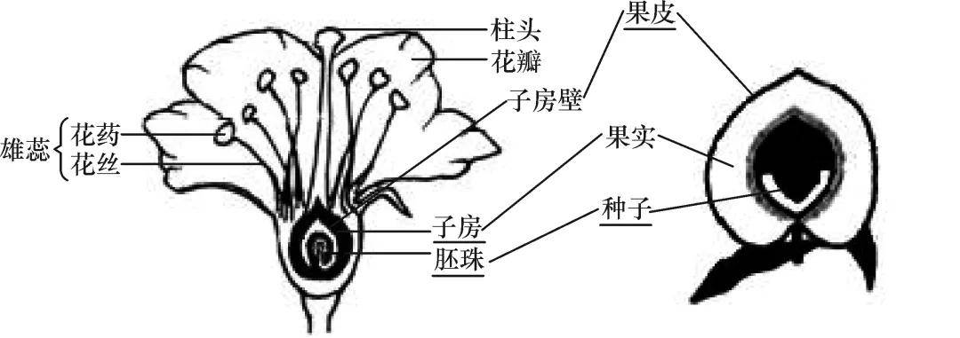 果实和种子的形成(植物有性生殖图解) 叶芽的结构和发育