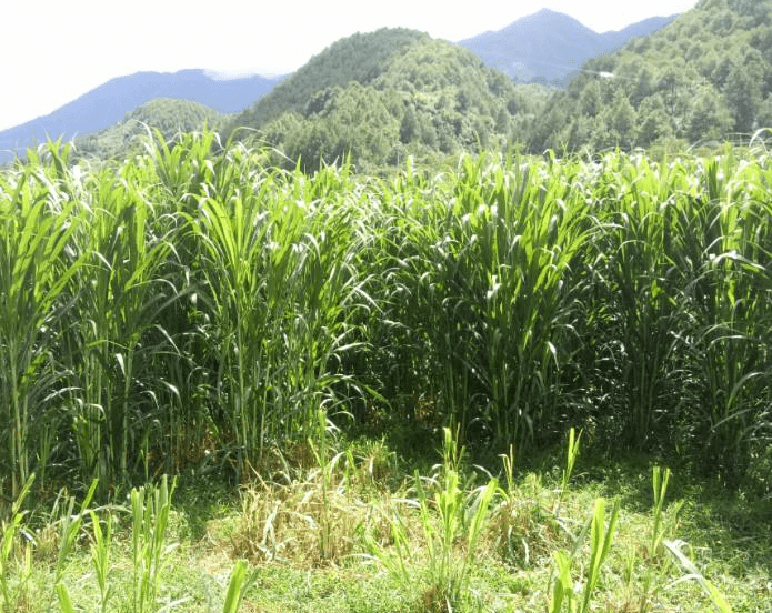 亩产可达15-25吨的高产牧草:巨菌草种植技术,经济效益分析