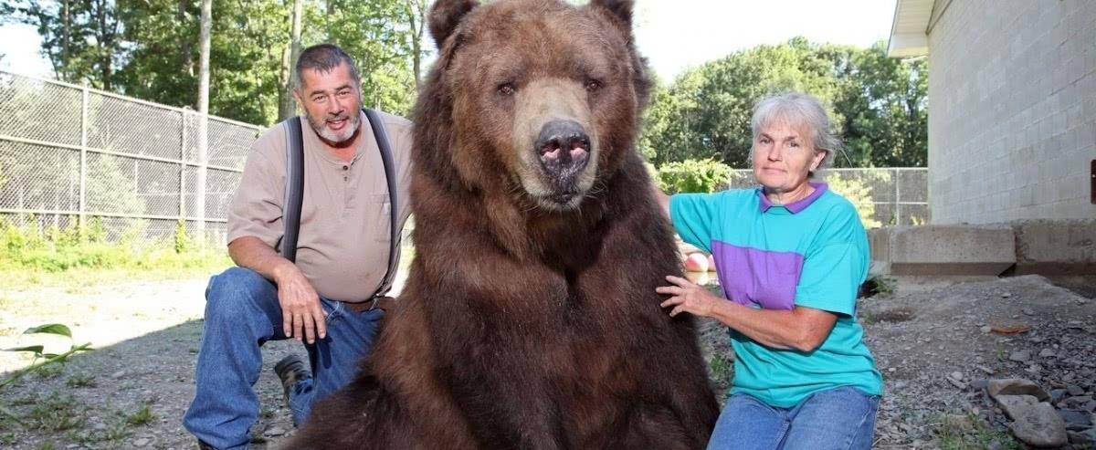 原创俄罗斯最挫败的熊,被当宠物养了20年,如今连"熊样"都没了!