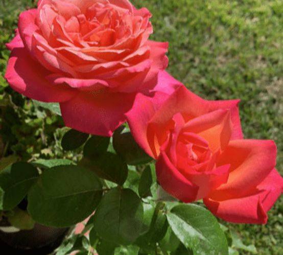 月季花怎么养不生病 1ed022b1a15c4e88bd0505b40b032c96.jpeg