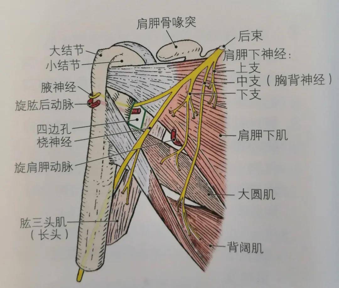 肩痛手麻,肩外旋无力,小圆肌损伤该如何应对和预防?