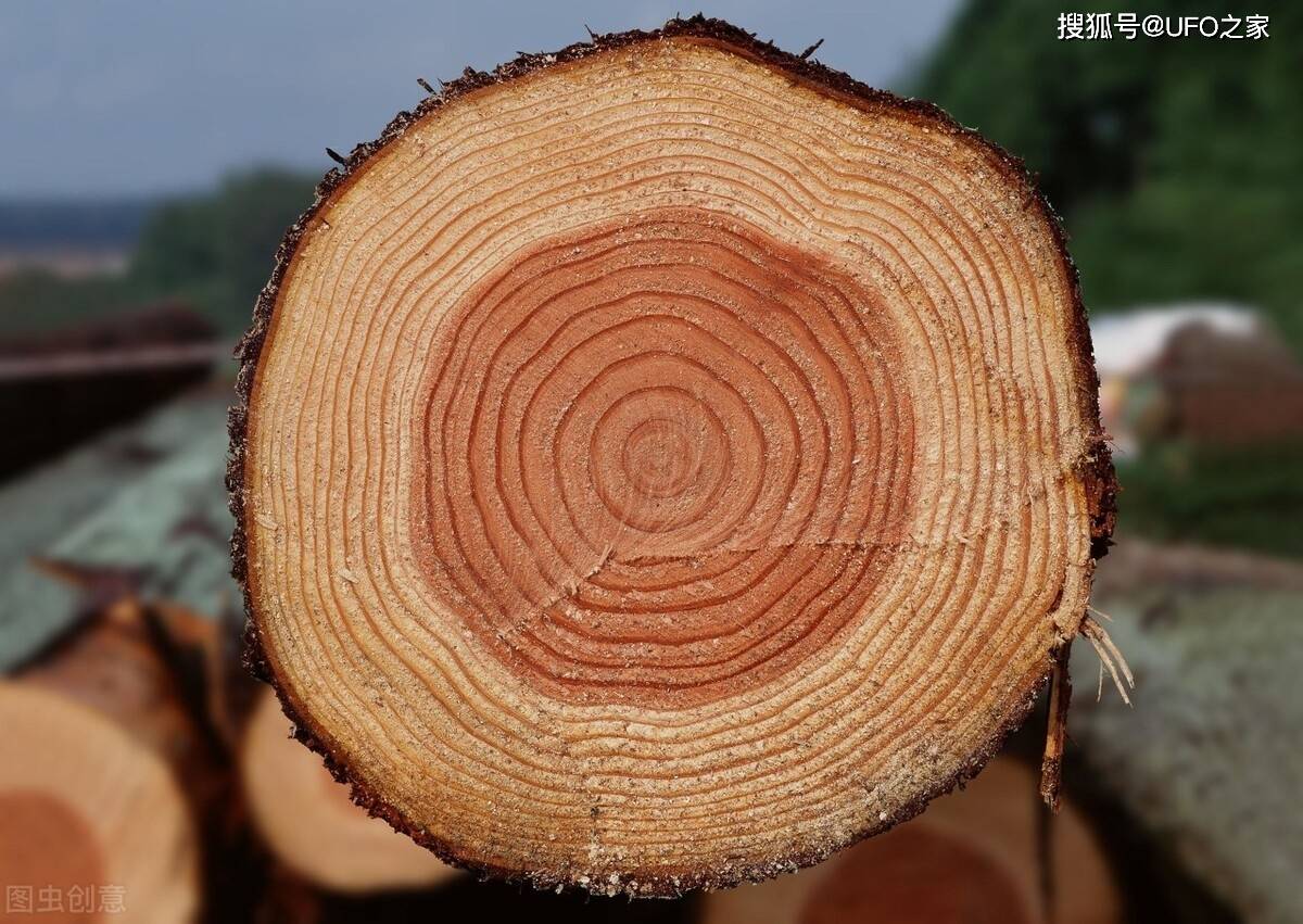 为什么树木会形成一圈一圈的年轮?年轮的疏密又与什么