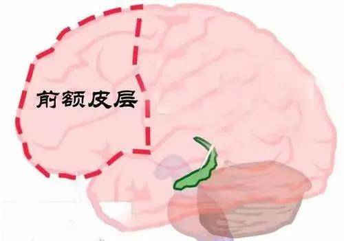 降低大脑杏仁核敏感度,3个方法让孩子学会合理控制情绪