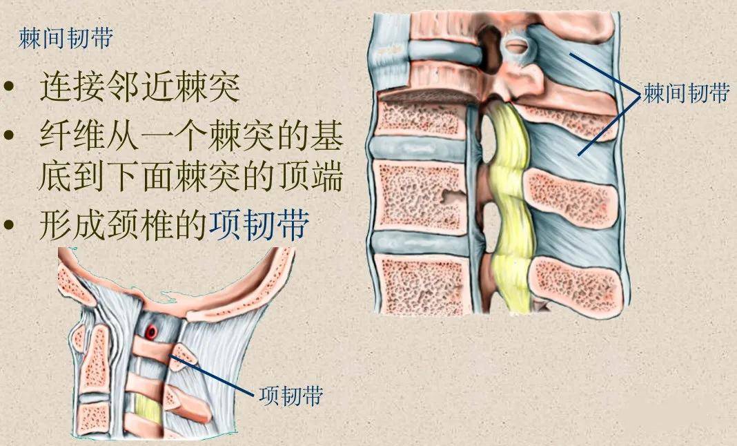 的棘突较短,末端分叉,第7颈椎棘突长,末端不分叉呈环状,无椎体寰椎