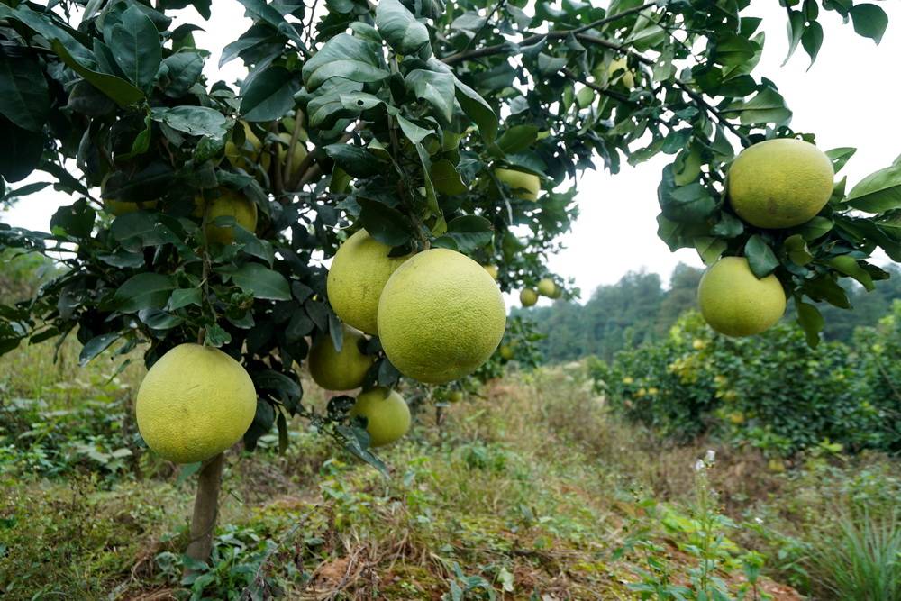 上饶认养马家柚：三清媚助农扶贫包下一座山，万棵柚子树等待主人_文学