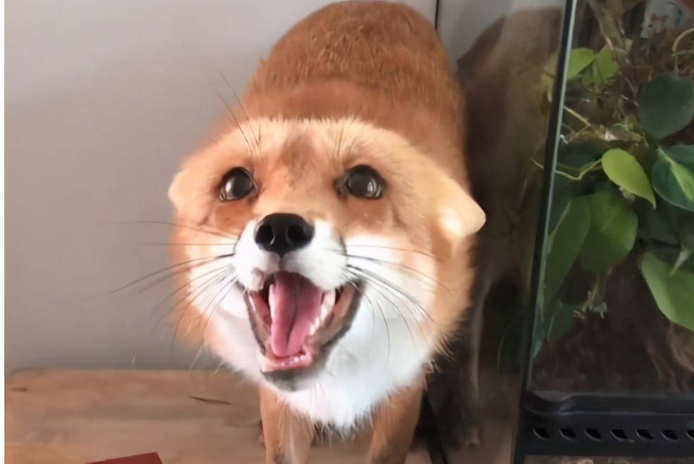 怎么教狗狗转圈的动作 73fcef71f44243c6b598ea3635abe2b5.jpeg