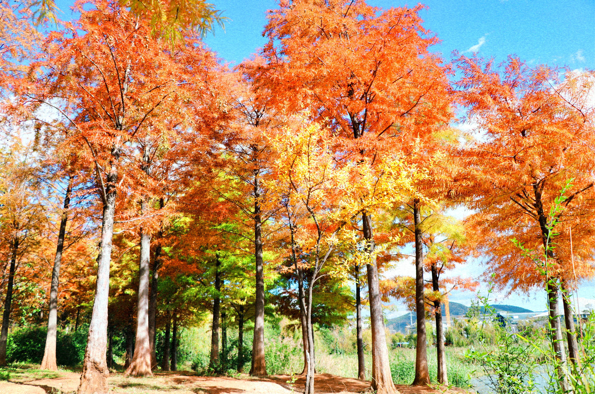 惊艳！中济公园的红杉，是丽江当季最别致的风景线_叶片