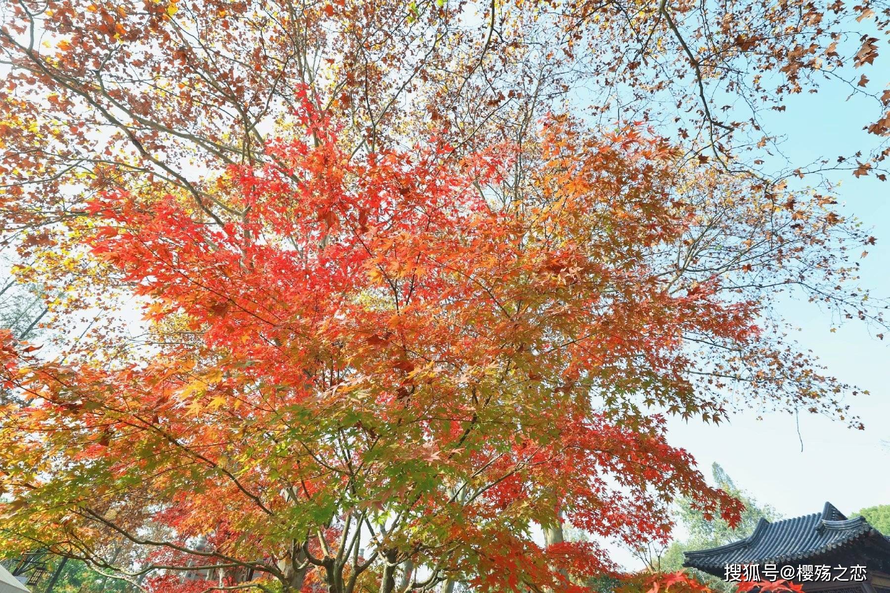原创             南京最美赏秋胜地，一到秋天，就美得不像话