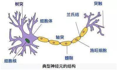 如何促进内啡肽快速分泌 a8dd67057c63440e94d4606ad2013059.jpeg