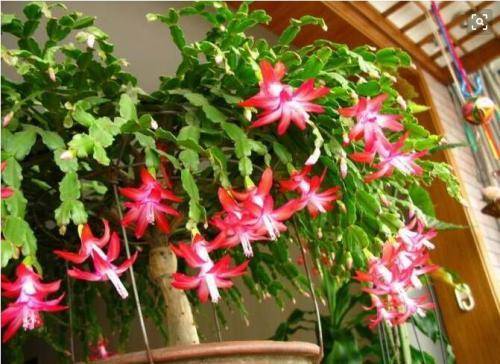 怎么养蟹爪兰最好 ede236653bef4d7c9f2fc3c29b9107ca.jpeg