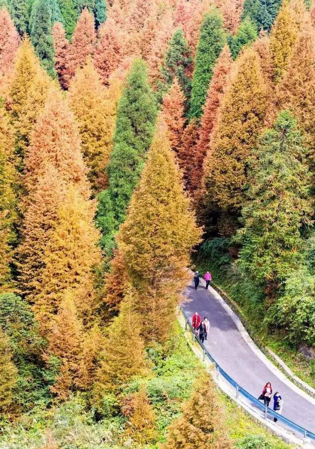 坐标:重庆市南川区山王坪景区