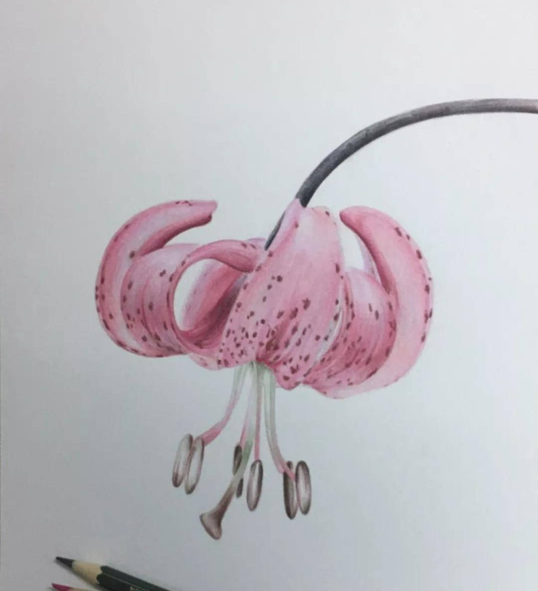 【推荐】零基础彩铅画入门教程|彩色铅笔绘画教程视频!