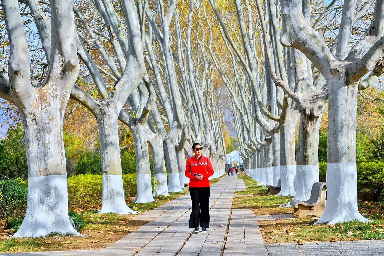 【实拍】南京最美600米，浓缩整座金陵古城的秋色，一步一景美爆了