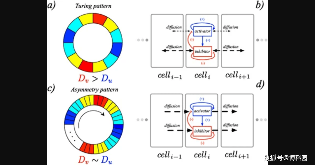 原创如老虎皮毛,你所见过的自然图案,都源于图灵的图案形成模型?