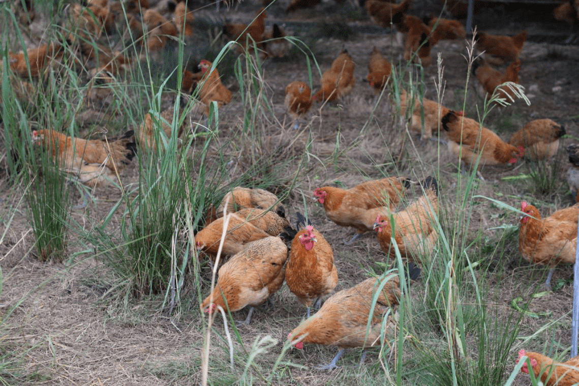 固始鸡——山地间健康成长的鸡