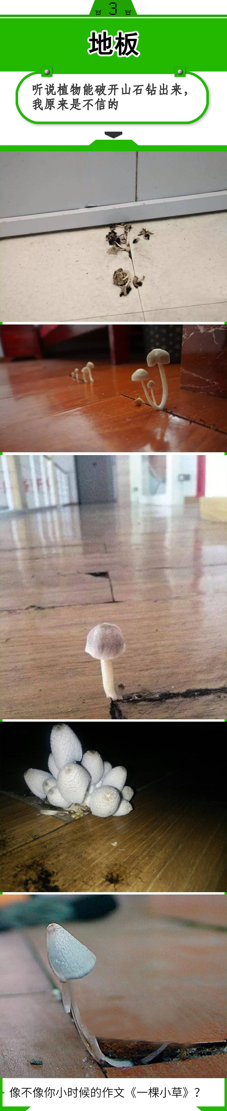 真的长蘑菇了!