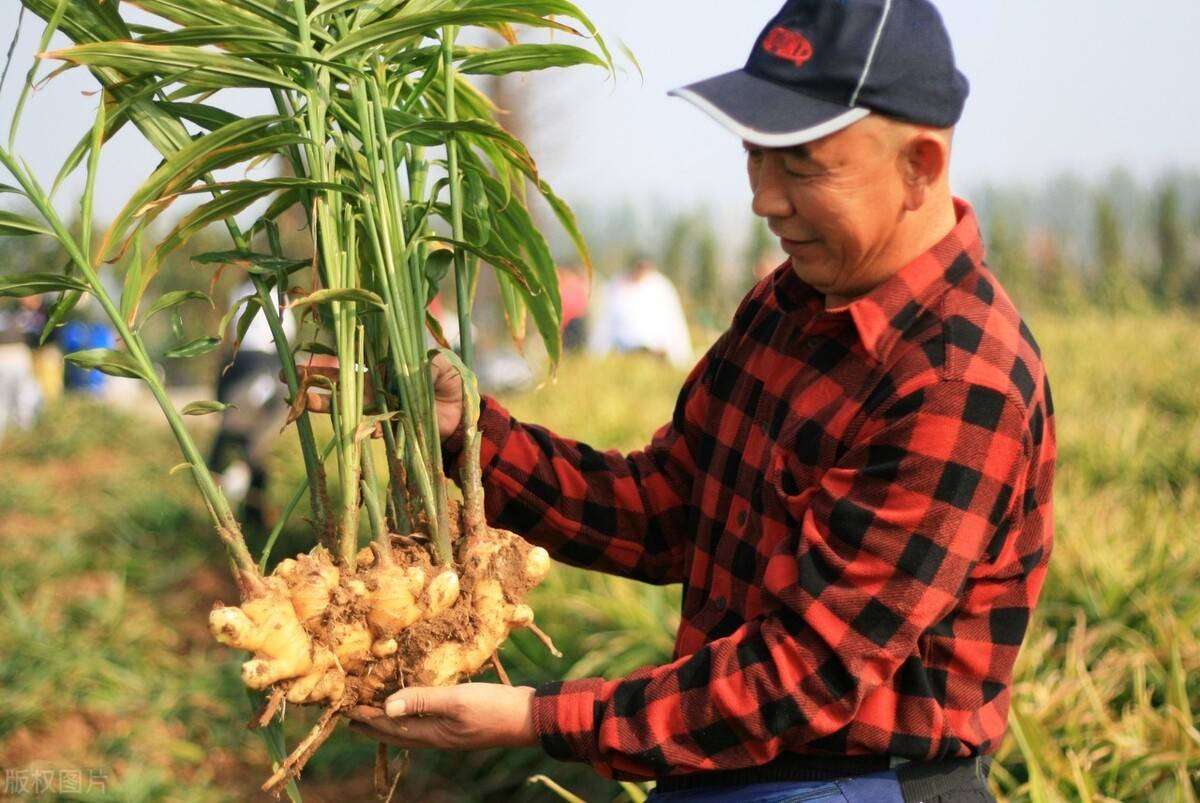 生姜的生长习性