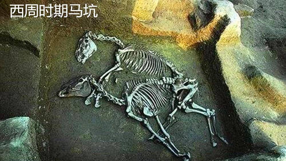 畜牧业在以前是什么样子?一口气带你搞懂古代畜牧业搜狐大视野搜狐新闻