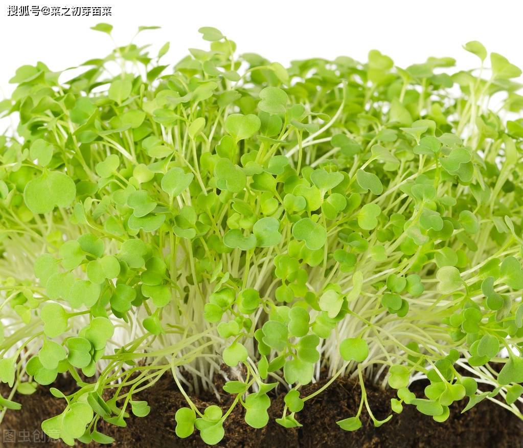 芝麻生长过程 017eb24648aa41f5afa64a7c8f2b5306.jpeg