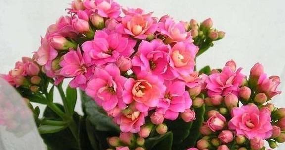 什么样的人适合养什么花 99817977182c43d6aec40da3be0ace44.jpeg
