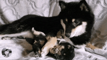 柴犬紧抱自己孩子,哀求主人放下它,就生了一只,别送走