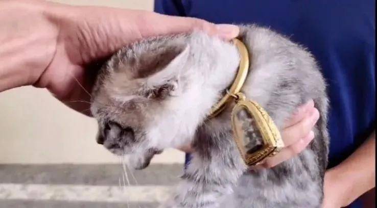 交易猫卖账号交2000元保证金是真的吗